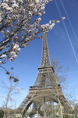 Fototapeta na wymiar Spring in Paris. Eiffel Tower.