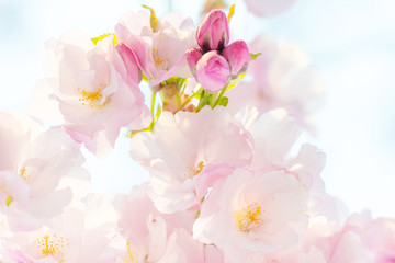 Fototapeta na wymiar Cherry blossom, Sakura flowers