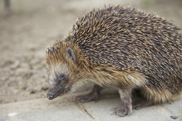 Igel
