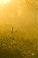 Misty Morning on Swamps Strong Yellow Sunlight