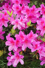 azalea flower