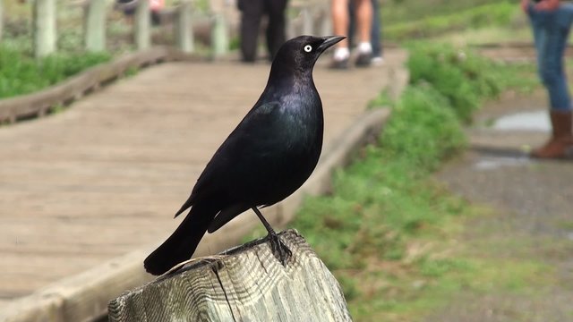 Brewer's Blackbird at the promenade of California coast