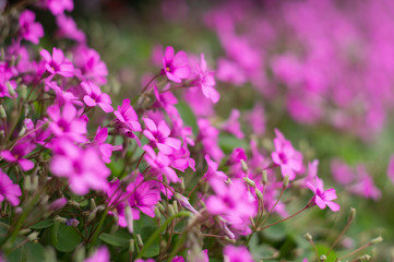 oxalis blooming