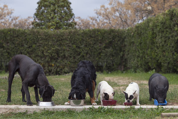 group of 4 dogs and a Vietnamese pig, eating together