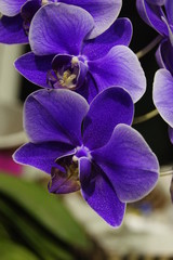 Obraz premium Fioletowe orchidee