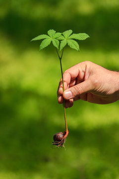 Chestnut sprout. Hand holding a chestnut sprout.