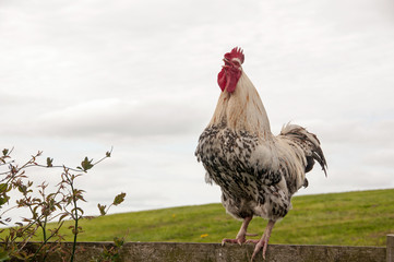 Noisy Cockerel © chelle129