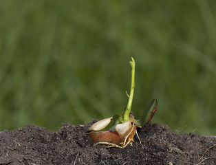 Jackfruit sprout growing from seed