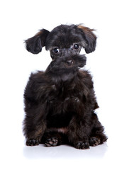 Small black puppy on a white background.