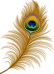 Peacock Feather