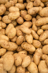 Macro view of fresh potatos © İhsan Gerçelman