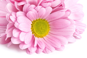 Beautiful pink flower petals closeup