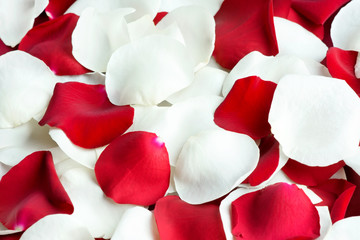 Red and white rose petals