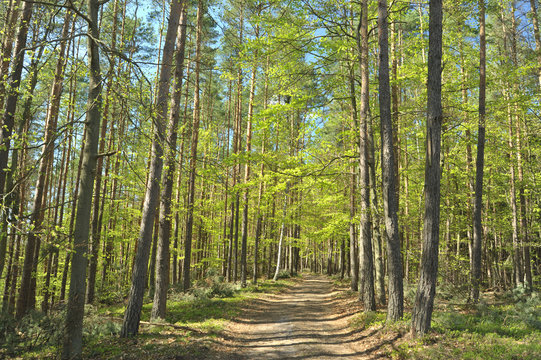 Las (drzewa liściaste i iglaste)