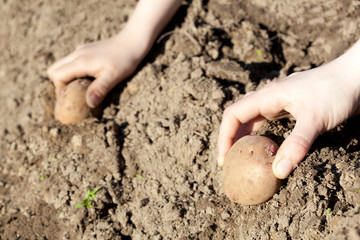 Humans hands planting potato tubers into the soil