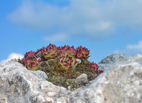 Sukkulente Sempervivum