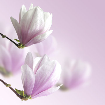 Fototapeta magnolia