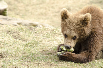 Obraz premium Young brown bear eating