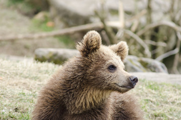 Fototapeta premium Young brown bear