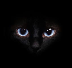Eyes of the siamese cat in the darkness