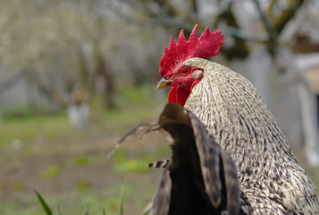 cock in nature