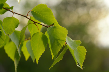 Birch leaves backlit
