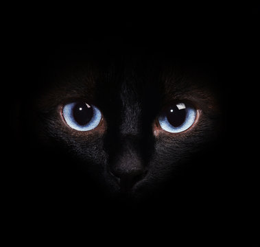 Eyes Of The Siamese Cat In The Darkness