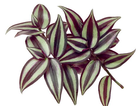 green and purple,brilliant leaves of tradescantia