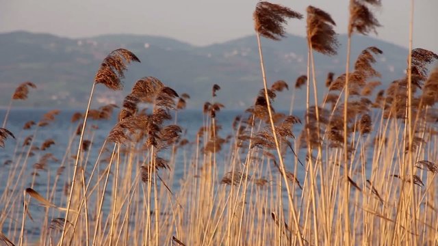Dancing on the lake reed plants