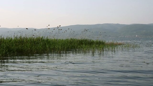 Reedy lake