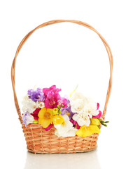Fototapeta na wymiar Beautiful bouquet of freesias in basket, isolated on white