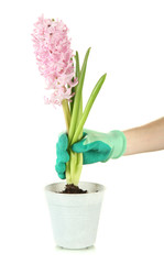 Naklejka na ściany i meble Beautiful hyacinth in flowerpot and gardener's hand (conceptual