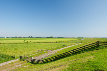 Fototapeta premium Dutch agrucultural landscape