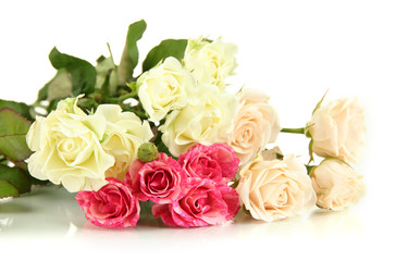 Beautiful colorful roses close-up isolated on white