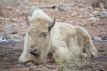 White Bison