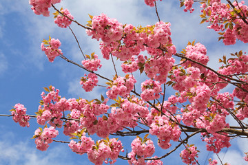 Spring - flowering tree