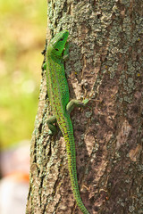 Lizard on the tree