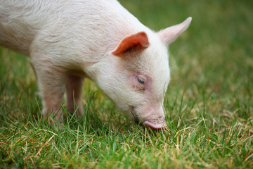 Small piglet grazing in the middle of meadow