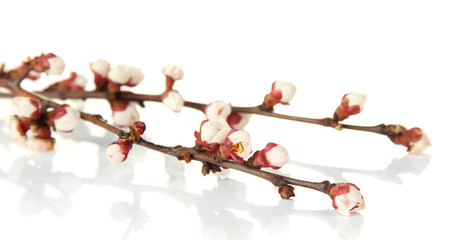 Beautiful apricot blossom isolated on white