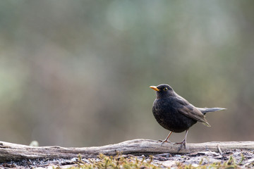 Male common blackbird