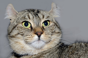 Fototapeta premium Beautiful Highland Lynx Cat