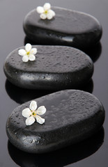 Spa stones and white flowers on dark background