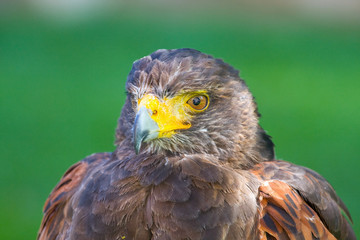 golden eagle close up