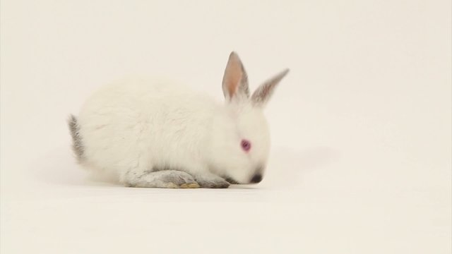 Rabbit  in studio