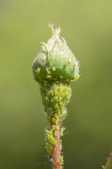 green aphid insects