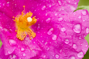 Fototapeta na wymiar Rock-rose flower