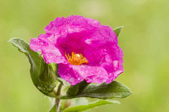 Rock-rose flower