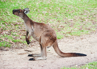 Naklejka na ściany i meble native Australian Kangaroo