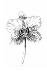 orchid flower sketch at point