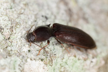 Click beetle, Hypoganus inunctus on wood, macro photo